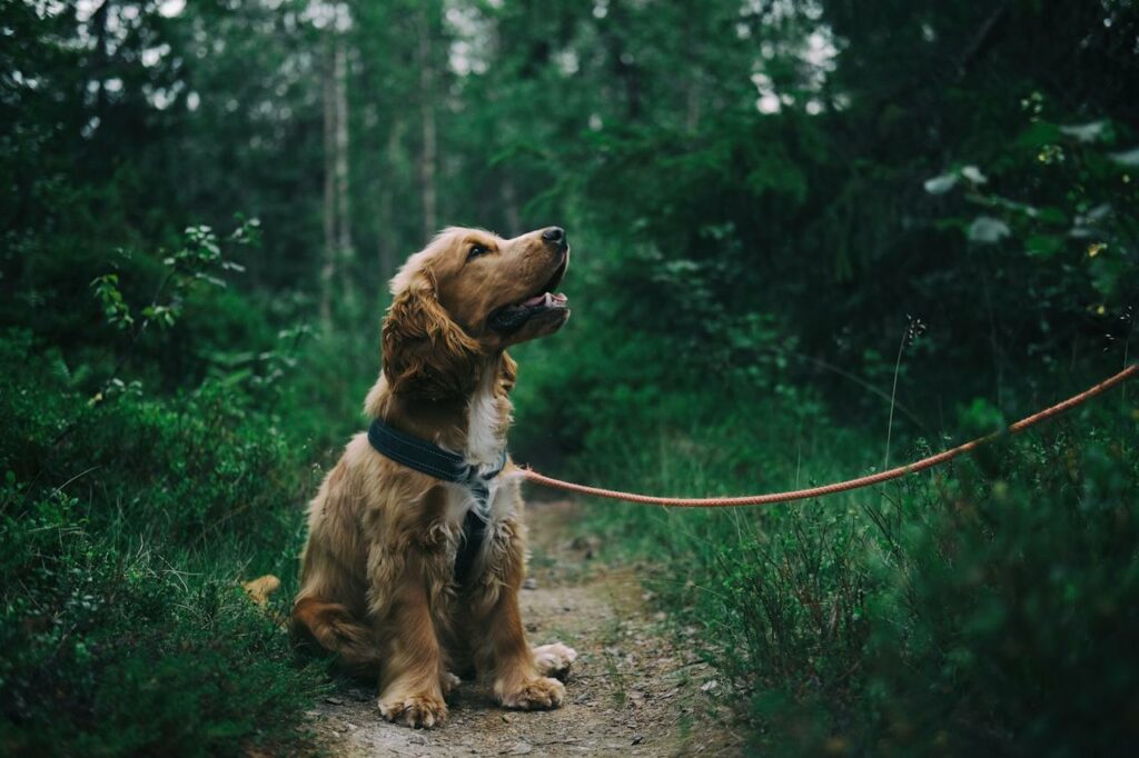 Hund draussen Wald angeleint Spaß mit dem vierbeinigen Trainingspartner Tipps für Sport mit Hund