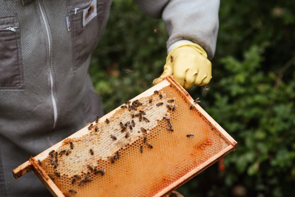 Imker Honigwabe Bienen Propolis In Naturheilkunde seit Jahrtausenden im Einsatz