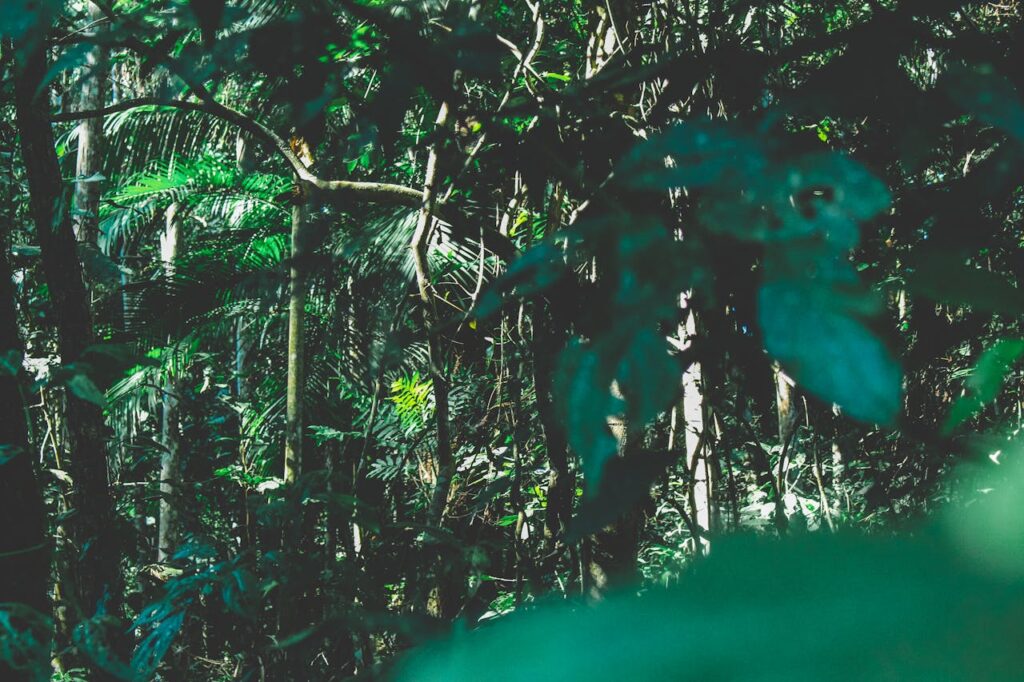 Pflanzen Wald Kratom im ethnomedizinischen Kontext – Eine Pflanze zwischen Tradition, Wissenschaft und Globalisierung
